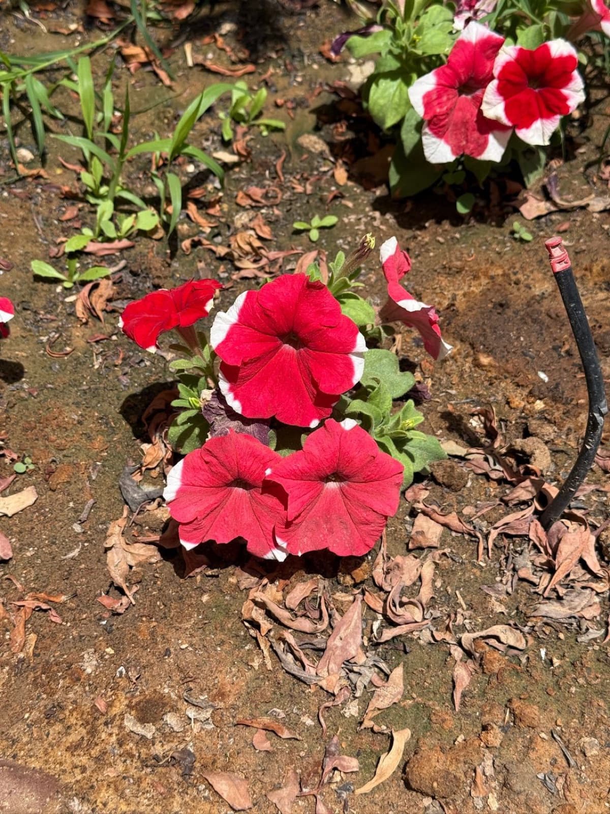 one red petunia
