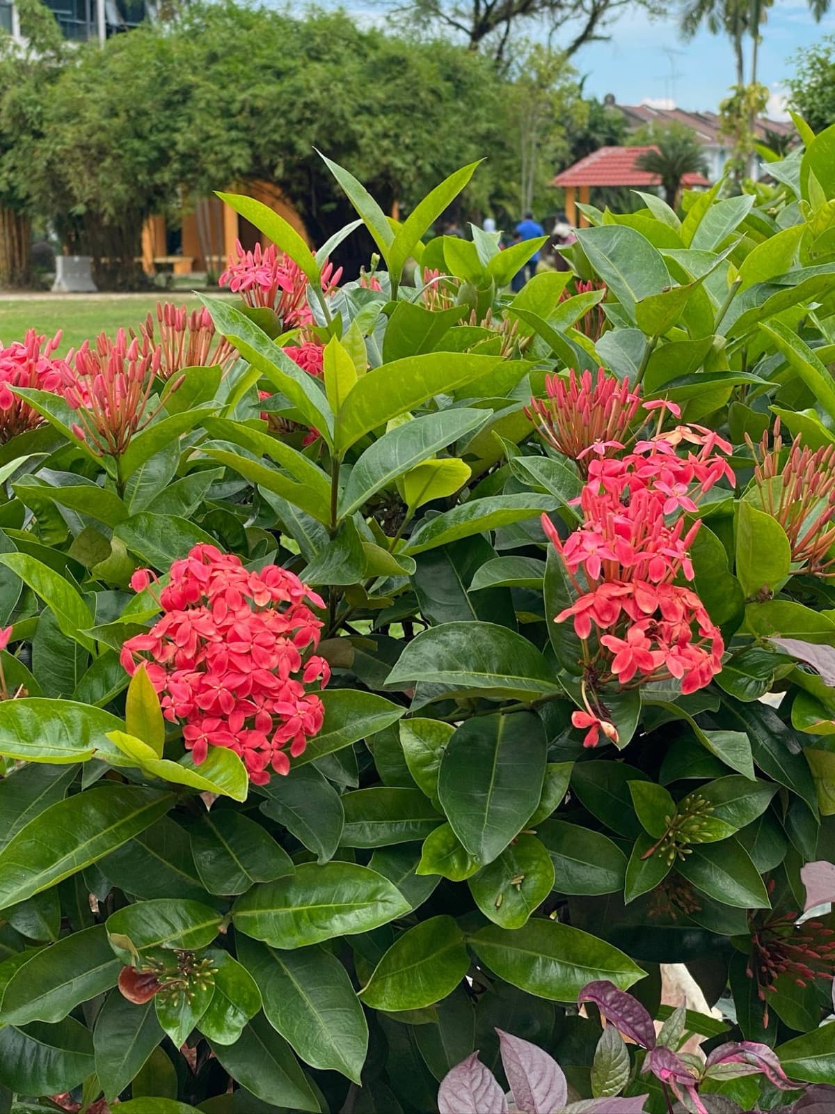 ixora in the park