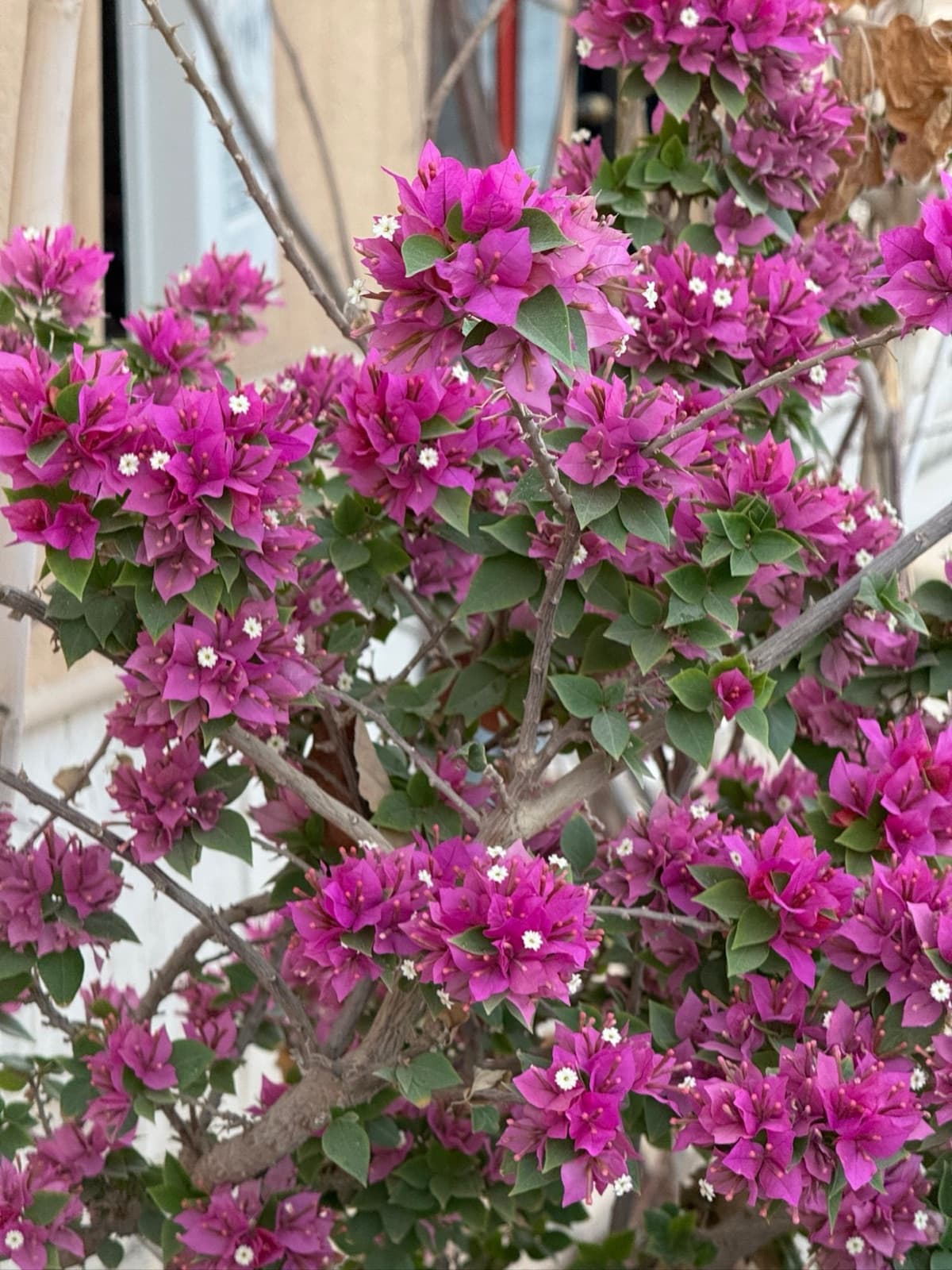 a whole wall of bougainvillea