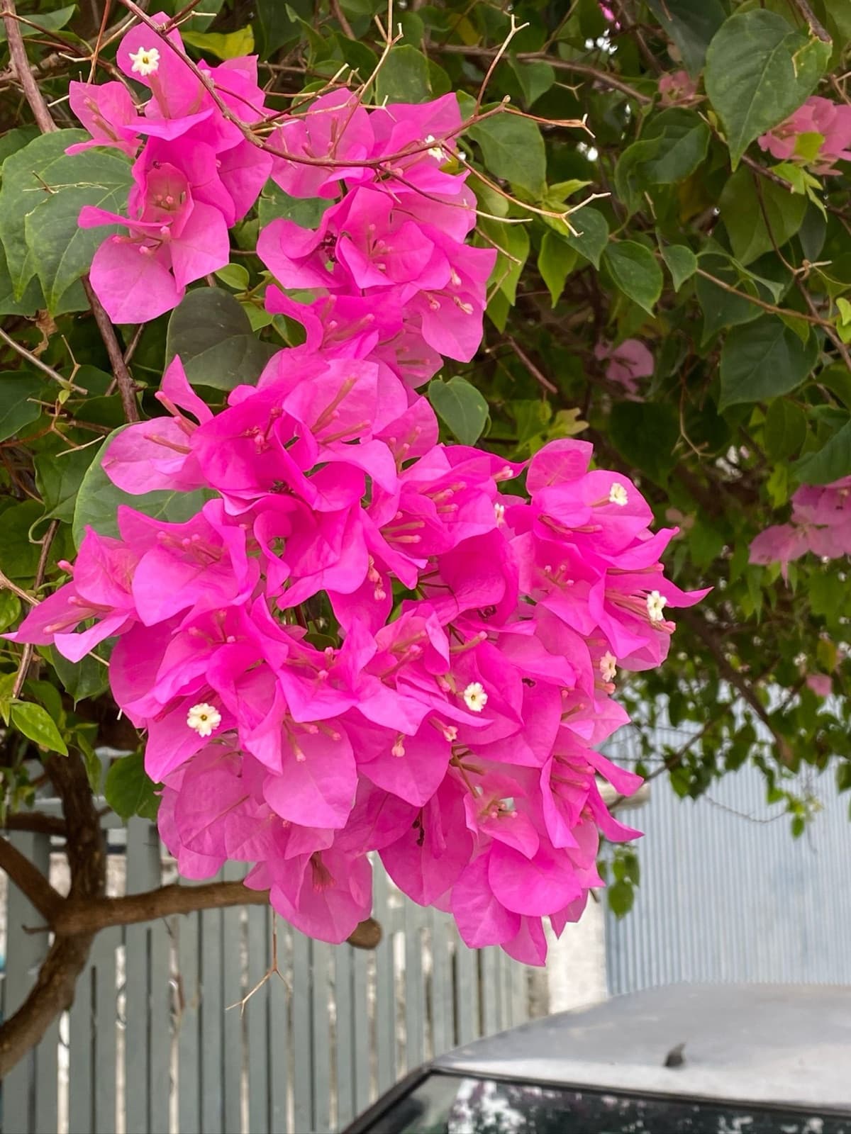 bougainvillea spilling over a fence