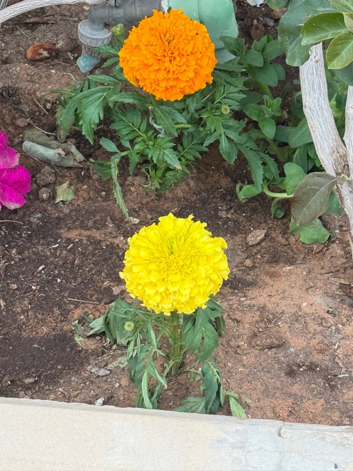 two marigolds, orange and yellow