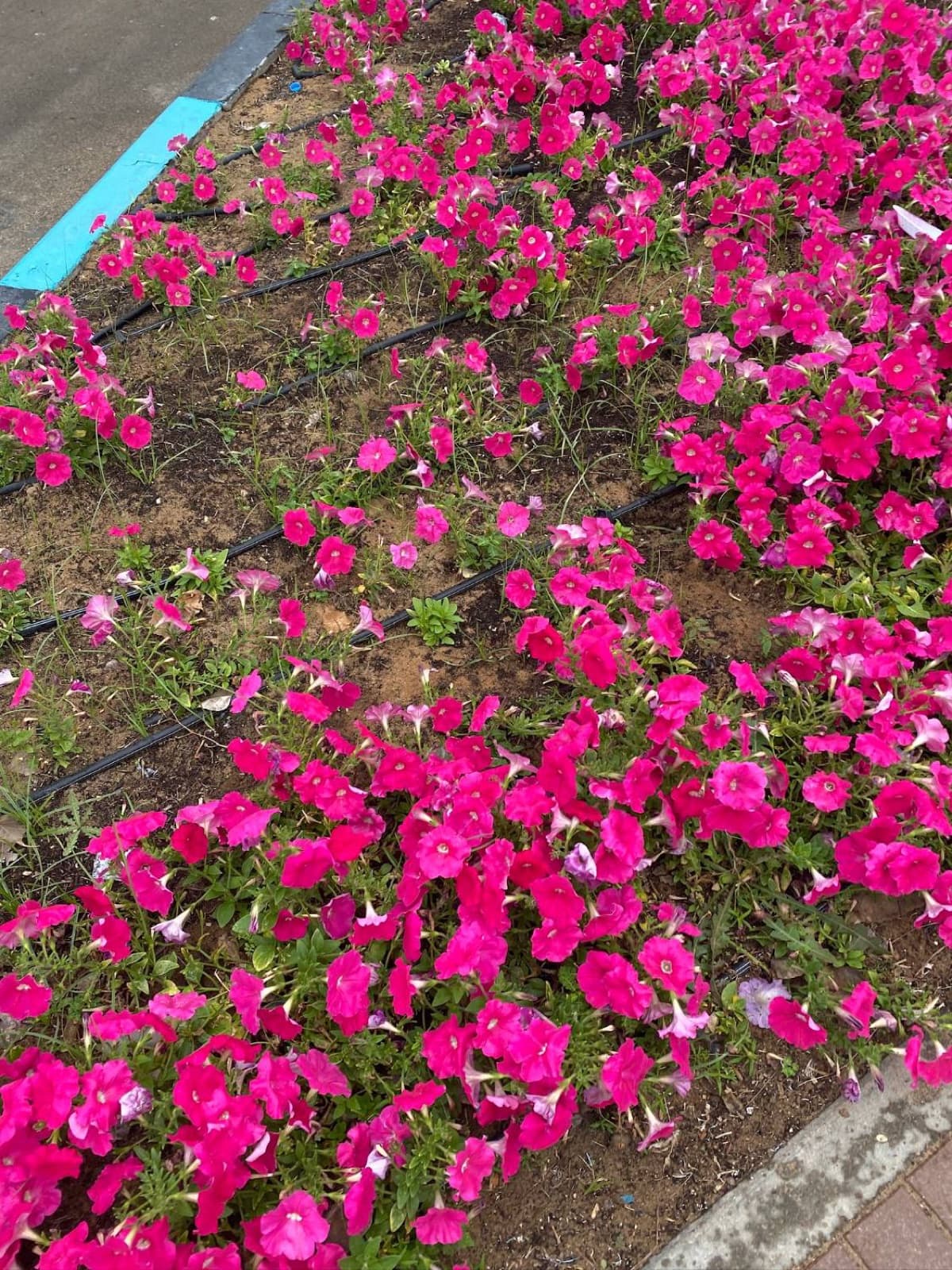 petunias in the median