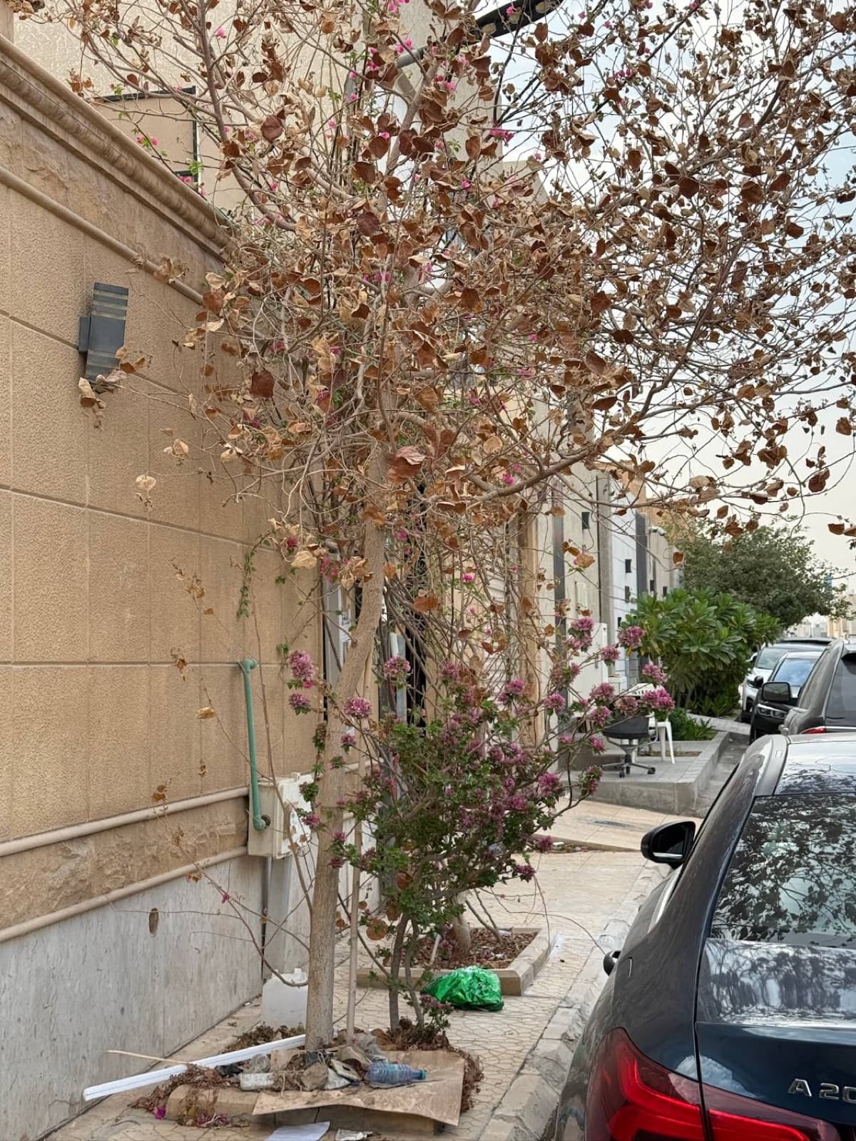 a bougainvillea tree gone dry