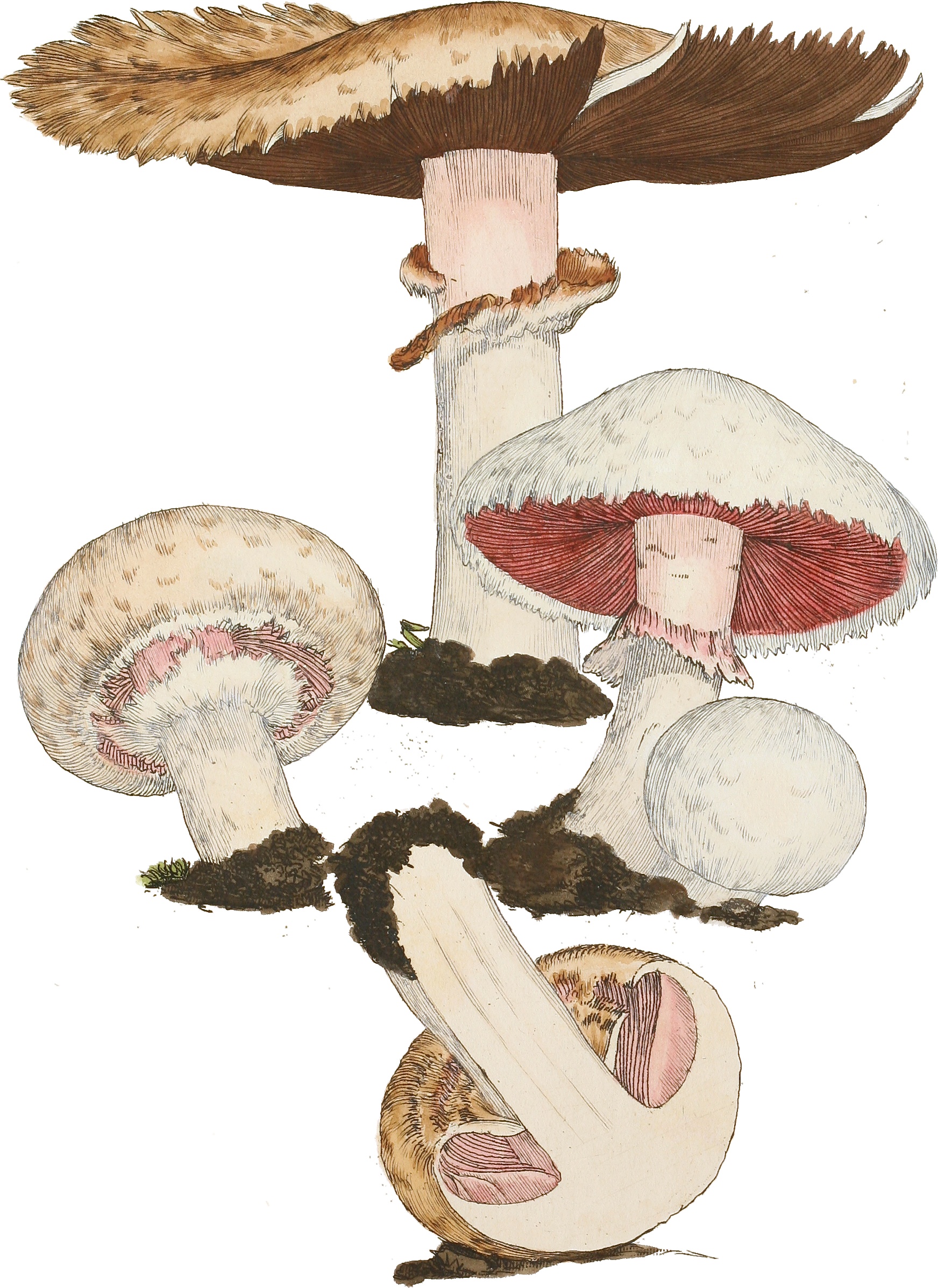 A 1797 botanical plate of field mushrooms, showing caps, stems, and gills against aged paper.