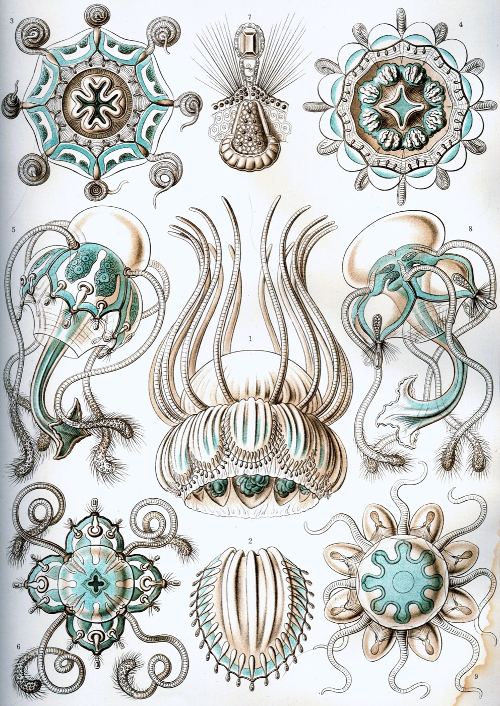 Ernst Haeckel's 1904 lithograph plate of narcomedusae: nine jellyfish rendered in teal and cream on paper.