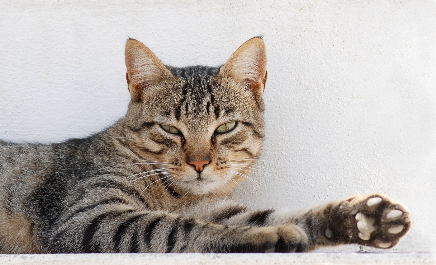 A tabby cat lying against a white wall, one paw stretched out, looking thoroughly unbothered.