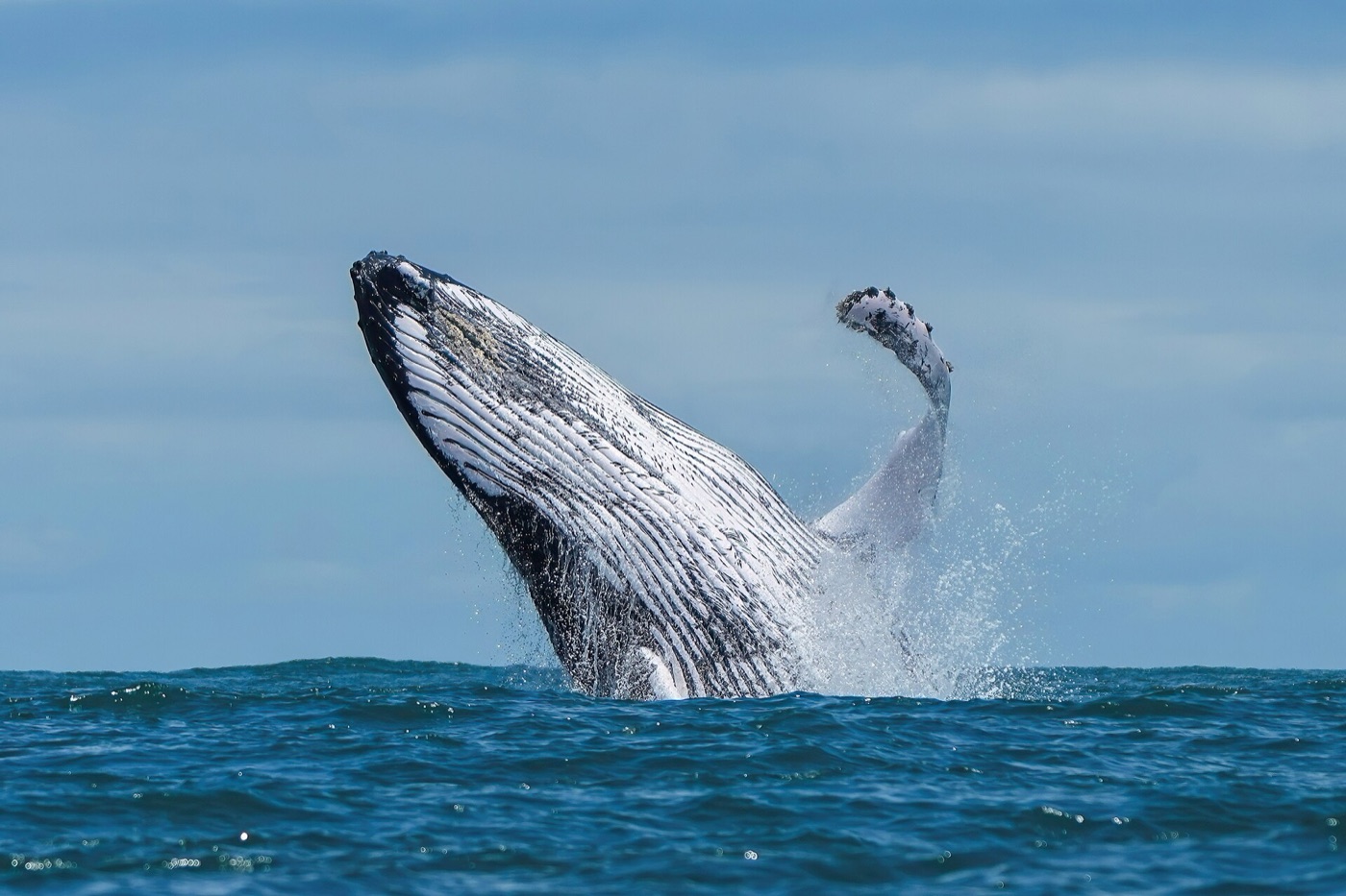 A humpback whale breaching clear of the water in Ballena Marine National Park, spray falling around it.